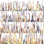 Insects_Legs
