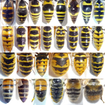 Insects_Wasps&BeesDorsal