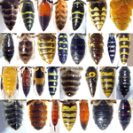 Insects_Wasps&BeesVentral 