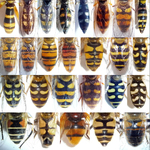 Insects_HoverfliesDorsal 