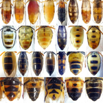 Insects_HoverfliesVentral