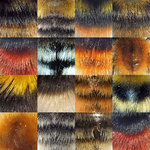 Insects_Bombus