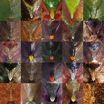 Insects_Pentatomoidea
